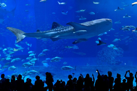 츄라우미 수족관