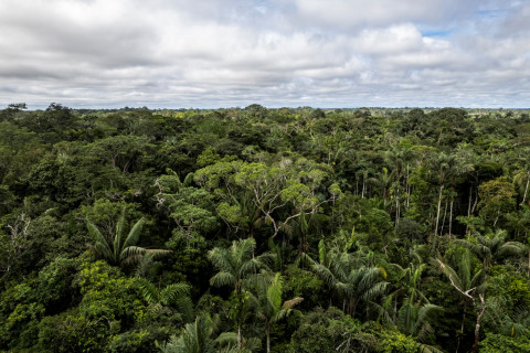 호세 이바녜스(José Ibañez) 농장 근처에 위치한 아마존 열대우림(제공: WWF)