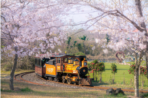 흐드러지게 핀 벚꽃 터널 사이를 지나는 에코랜드 테마 열차. 관람객들은 기차를 타고 이동하며 생명력 넘치는 제주의 봄 자연을 만끽할 수 있다