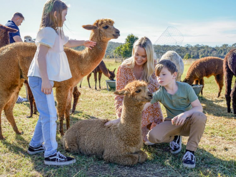 아이리스 로지 알파카