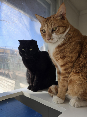 사단법인 나비야사랑해에서 보호 중인 고양이가 창밖을 보고 있다