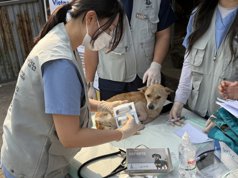 전남대학교 수의과대학 해외봉사단 NEO의 단원들이 베트남 현지 반려동물들의 심장사상충 예방을 위해 접종 준비를 하고 있다(사진=전남대학교 수의과대학 NEO)