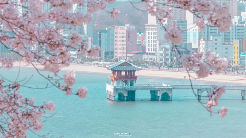 만개한 벚꽃 사이로 보이는 영일대 해상누각 전경(사진= @jongsoo_89)