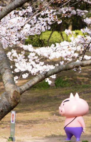 ‘짱구는 못말려 어드벤처 파크’ 곳곳에는 벚꽃이 만개하는 명소가 많아 봄 시즌에는 아름다운 벚꽃과 함께 어트랙션을 동시에 즐길 수 있는 특별한 경험을 선사한다