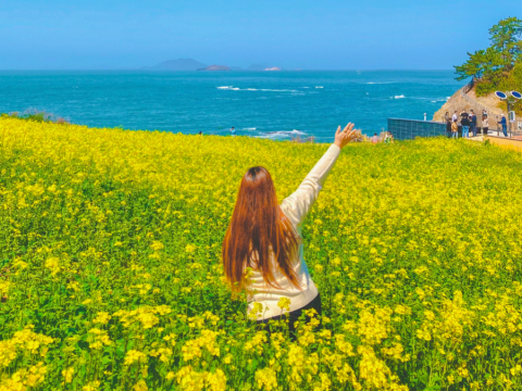 변산마실길 유채꽃밭 전경