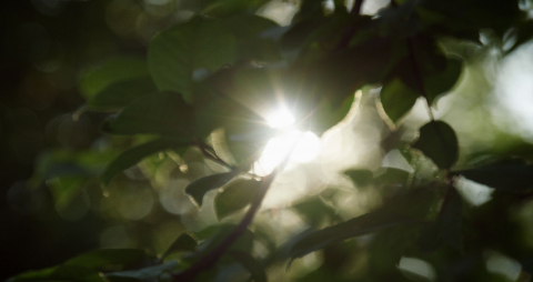 몽골 현지 숲 속 모습