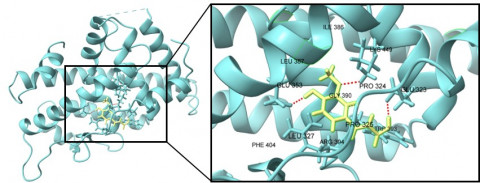 AI 분자 모델링 기술을 활용한 ‘페룰릭산’ 효능 실험