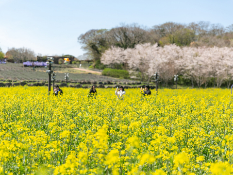 에코랜드 라벤더팜에서 볼 수 있는 풍경