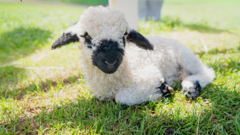 라벤더팜 ‘다그닥 목장’에서 4월 새롭게 태어난 아기 흑비양을 만나볼 수 있다