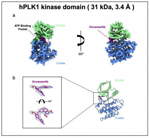 표적항암제 온반서팁이 결합된 PLK1 Kinase Domain 구조