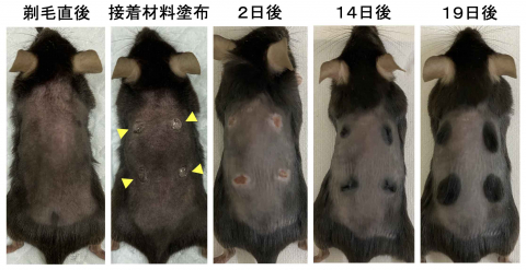 털을 민 생쥐의 등에 피록실린(Pyroxylin) 등 접착성 재료를 바르자 뚜렷한 발모 효과가 확인됐다