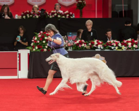 1884년에 설립된 미국애견협회(American Kennel Club, AKC)는 세계 최대 규모의 순종견 등록 기관을 운영하는 비영리단체로, 미국 내 순종견 스포츠를 총괄하고 있