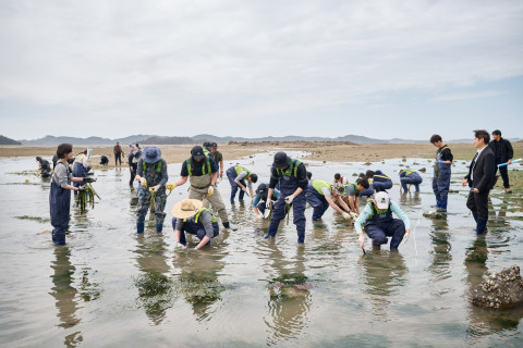 충남 서산시 가로림만 잘피 이식 현장(출처: 환경재단)