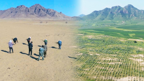Before (2019) and after (2026) comparison of Ant Forest Project No. 464 in Inner Mongolia.