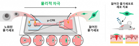 미세유체 기반 물리적 자극을 이용한 노화 중간엽 줄기세포(MSC)의 기능적 재활성화 및 세포치료 적용 모식도