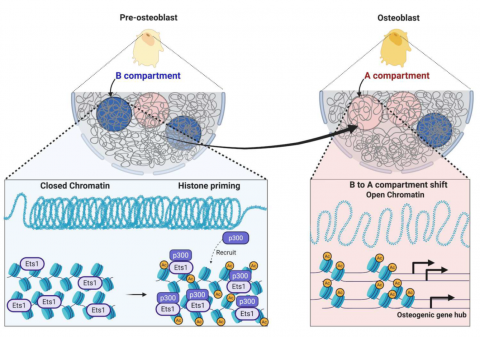 논문 Graphical abstract 일부. ETS1은 닫힌 염색질에 먼저 결합하고 p300 매개 히스톤 활성화를 유도하며, 이후 골형성 관련 유전체 영역이 활성 구획으로 전환돼