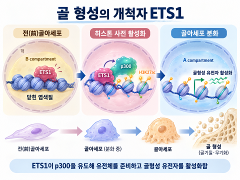 골형성의 개척자 전사인자 ETS1의 작용 기전. ETS1은 닫힌 염색질에 결합해 p300을 유도하고, 히스톤 사전 활성화(histone priming)를 통해 골형성 유전자의 발현