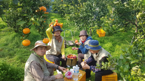 ‘10박 11일 제주농부로 살아보기’ 참가자들이 제주 서귀포 ‘아버지와 아들’ 감귤농장에서 수확 작업 중 새참을 먹고 있다