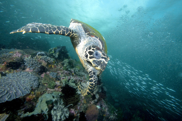 Mary Kay to Support Sea Turtle Conservation Efforts and Promote Sustainable Eco-tourism Practices Wi...