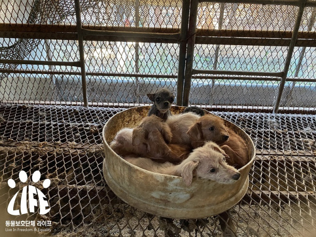 동물보호단체 HSI와 라이프가 국유지에서 10년간 불법 운영한 개 사육장을 적발했다