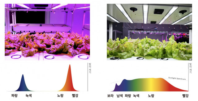 왼쪽부터 물 먹이는 소 같은 식물재배와 태양광 스펙트럼 근접 재배