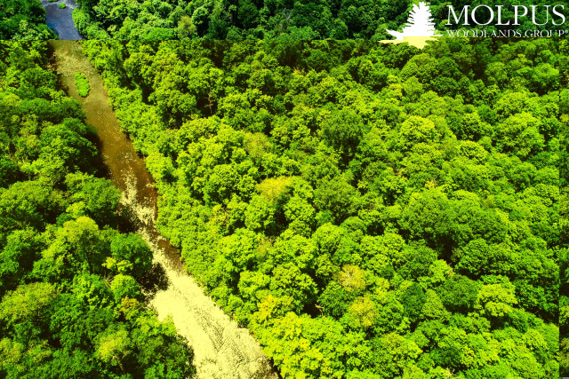 몰퍼스 우드랜즈 그룹, 산림 탄소 상쇄 프로젝트 100만 에이커 돌파
