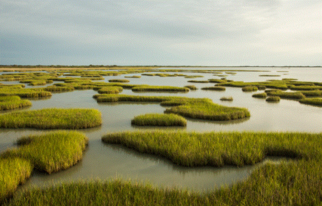 Mary Kay Inc. Recommits to Protecting Our Coasts on World Wetland Day 2022
