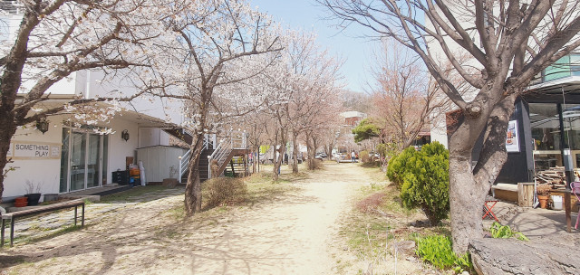 벚꽃이 만개한 헤이리 예술마을