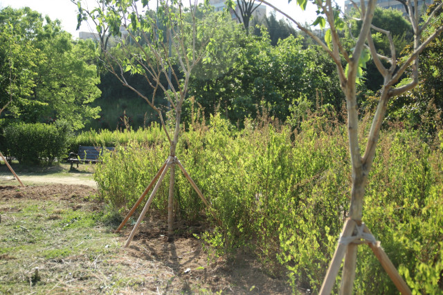 잠원한강공원 꿀벌숲 개선을 위한 식재한 밀원식물