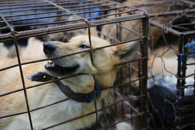 지난해 동물권행동 카라가 급습한 경기도의 한 불법 개 도살장 현장