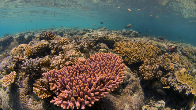 산호 삼각지대는 세계에서 가장 다양하고 아름다운 일부 산호초의 터전이자 어류 250여 종의 서식지다