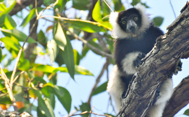 Mary Kay Protects Critically Endangered Lemurs and Other Wildlife in Partnership With the Arbor Day ...