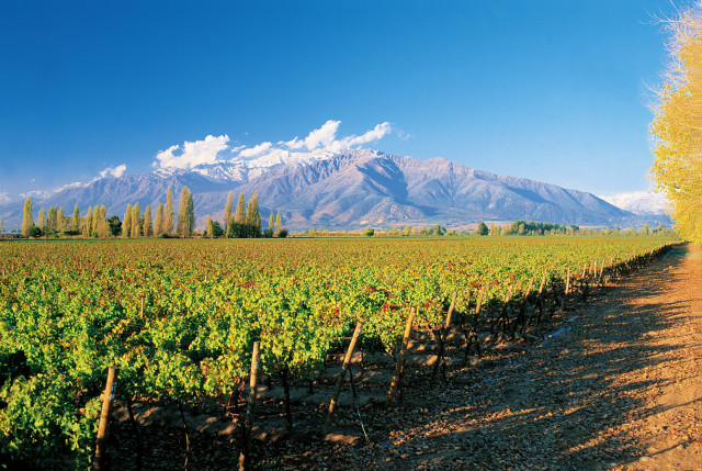 칠레 고급 와인을 견인하고 있는 푸엔테 알토 지역