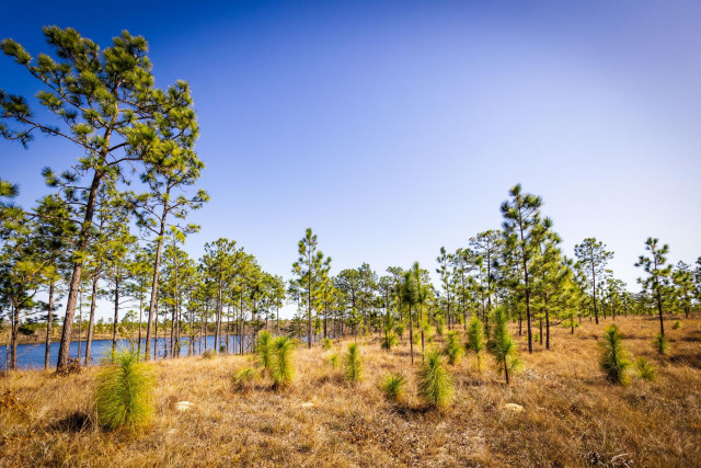 Mary Kay Inc. Receives Forest Stewardship Council Certification and Celebrates 1.3 Million Trees Pla...