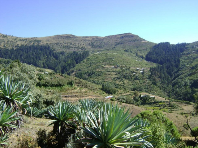 코이카가 지역 농민들을 통해 복원한 과테말라 치말테낭고주 산림 전경