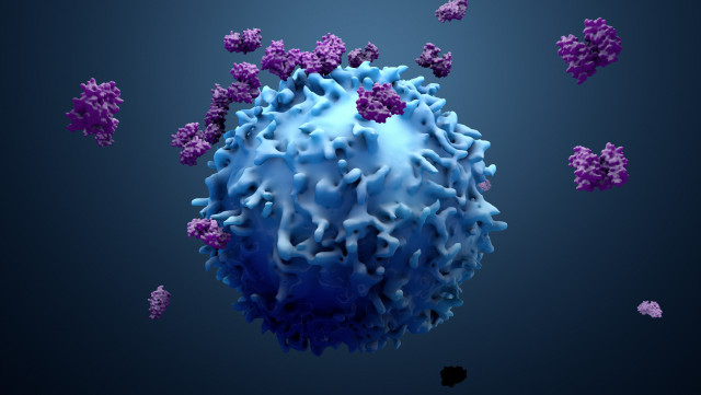 T cells helping immune system to fight cancer cells in response to immunotherapies (Photo: Business ...