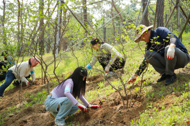 궁궐숲가꾸기 참여 시민들의 나무심기 봉사활동 모습