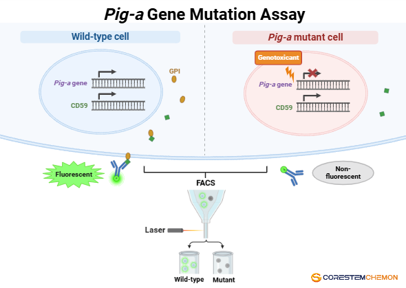 Pig-a 유전자 돌연변이 시험 모식도. Created in Biorender.com(제공=코아스템켐온)