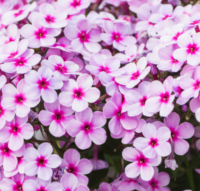 ‘Phlox Early Lavender Pop’은 연보라색과 흰색이 어우러져 섬세한 라벤더 톤을 자아내며 은은한 향기를 발산하는 품종으로, 나비와 벌을 유인하는 특성을 지닌다