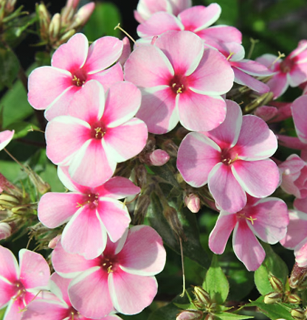 ‘Phlox Early Pink’는 연분홍색 꽃잎에 흰색 가장자리가 특징인 투톤 색상으로, 여름 내내 상큼한 향기를 발산하며 정원에 활력을 불어넣는다