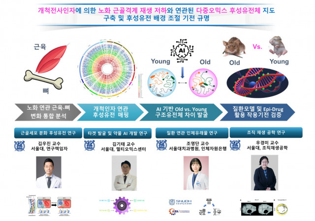 근골격계 노화의 후성유전 기전을 탐색하는 서울대 치대 김우진 교수 공동연구팀. 왼쪽부터 서울대 김우진 교수, 서울대 김기태 연구교수, 서울대치과병원 조영단 교수, 서울대 우경미 교수