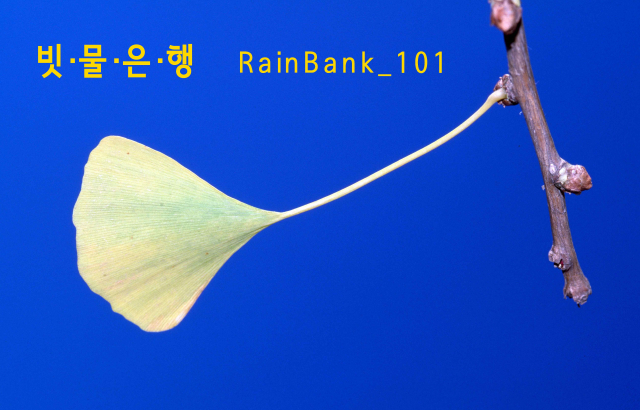 빗물을 자산으로 취급하는 빗물은행 ‘RainBank_101’이 설립됐다