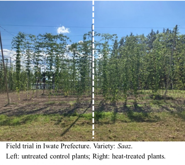 Field trial in Iwate Prefecture. Variety: Saaz. Left: untreated control plants; Right: heat-treated plants.
