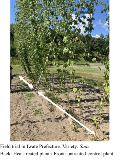 Field trial in Iwate Prefecture. Variety: Saaz. Back: Heat-treated plant / Front: untreated control plant