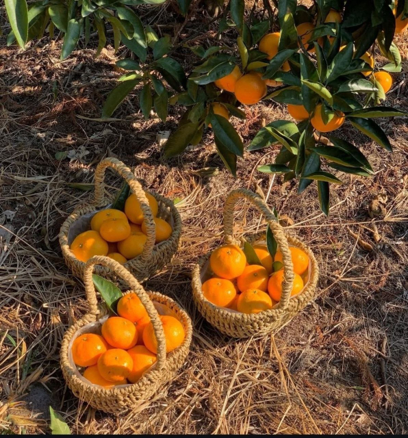 제주 숨도 감귤 따기 체험
