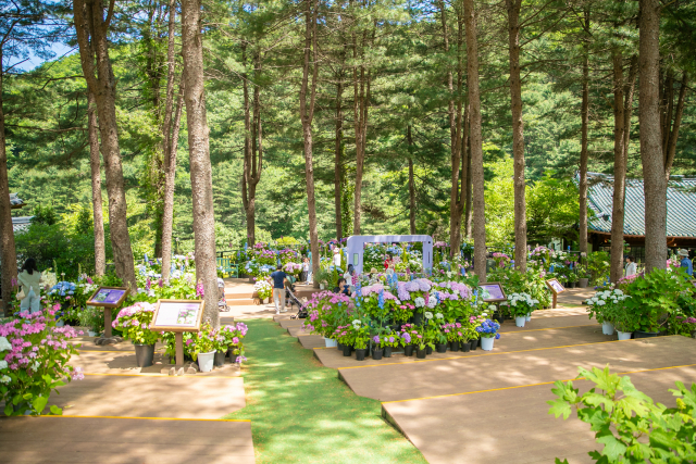 2025년 아침고요수목원 수국전시회