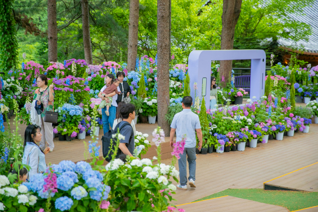 2025년 아침고요수목원 수국전시회