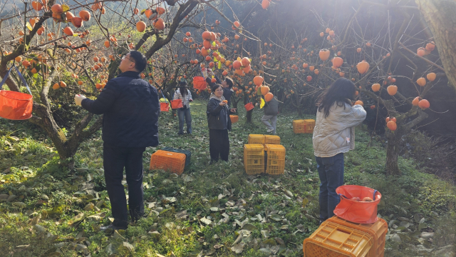 지역 일손돕기를 위한 감따기 모습