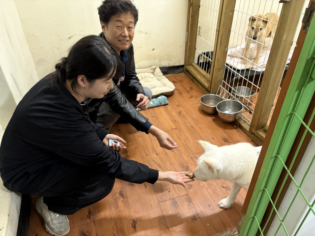 심장사상충 예방약 ‘파라오 PI’를 수의사 지도 하에 유기동물에게 투약하고 있다