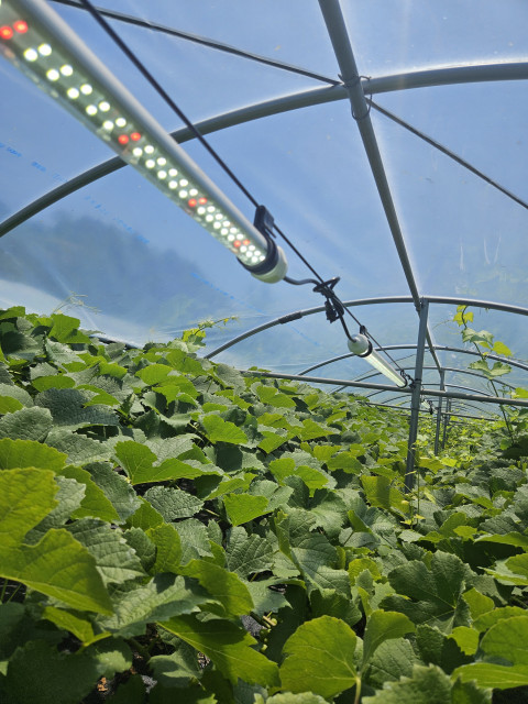 와인용 포도 정밀 재배 시스템 실증 현장